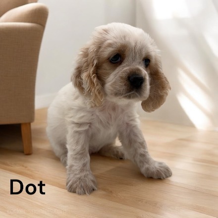 puppy, for, sale, Cocker Spaniel, Joe & Cherri  Overlease, dog, breeder, Miller, MO, dog-breeder, puppy-for-sale, forsale, nearby, find, puppyfind, locator, puppylocator, aca